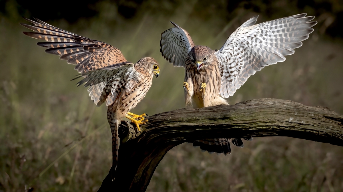 Kestrel dispute, Mary Fish